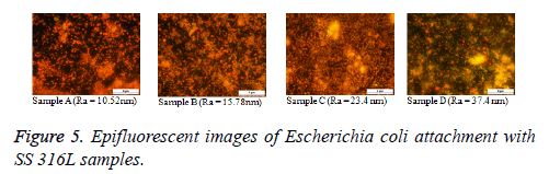 biomedres-Epifluorescent-images