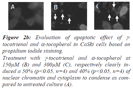 biomedres-Evaluation-apoptotic-effect