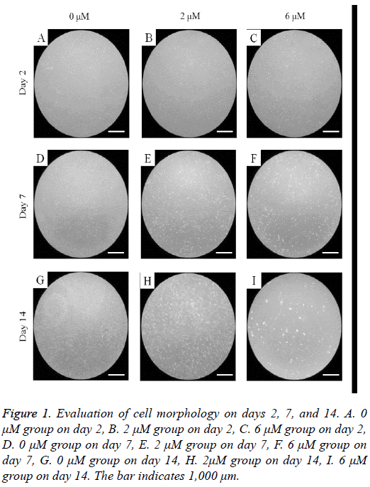 biomedres-Evaluation-cell-morphology