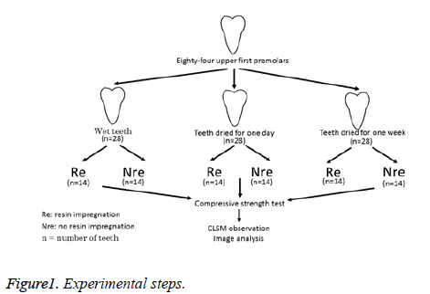 biomedres-Experimental-steps