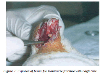 biomedres-Exposed-femur-transverse