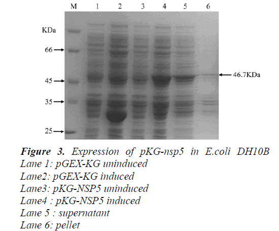 biomedres-Expression