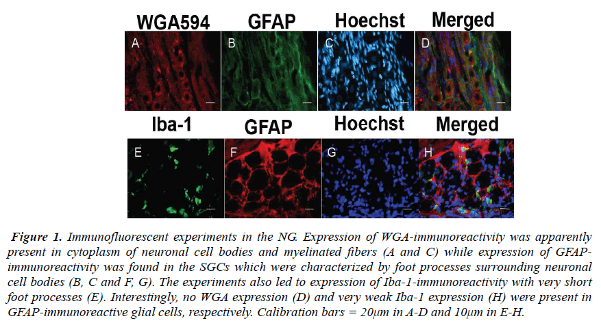 biomedres-Expression-WGA-immunoreactivity