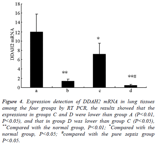 biomedres-Expression-detection-DDAH2