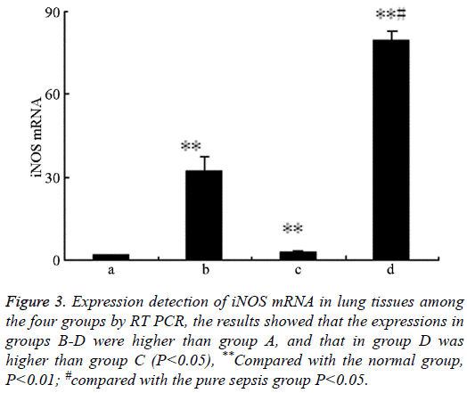 biomedres-Expression-detection-iNOS