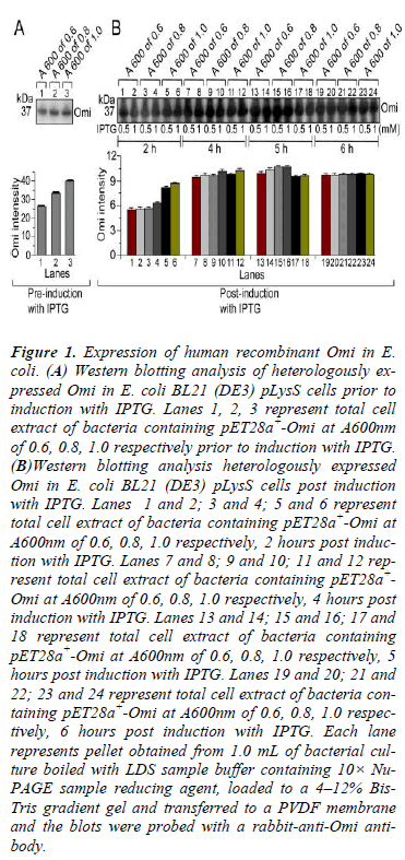 biomedres-Expression-human-recombinant