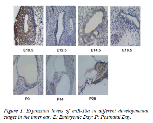 biomedres-Expression-levels