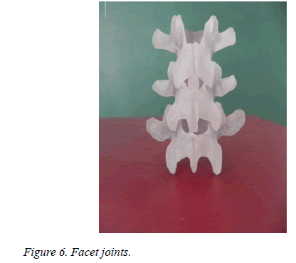 biomedres-Facet-joints