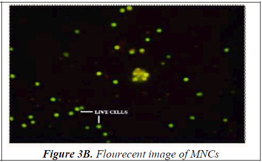 biomedres-Flourecent-image-MNCs