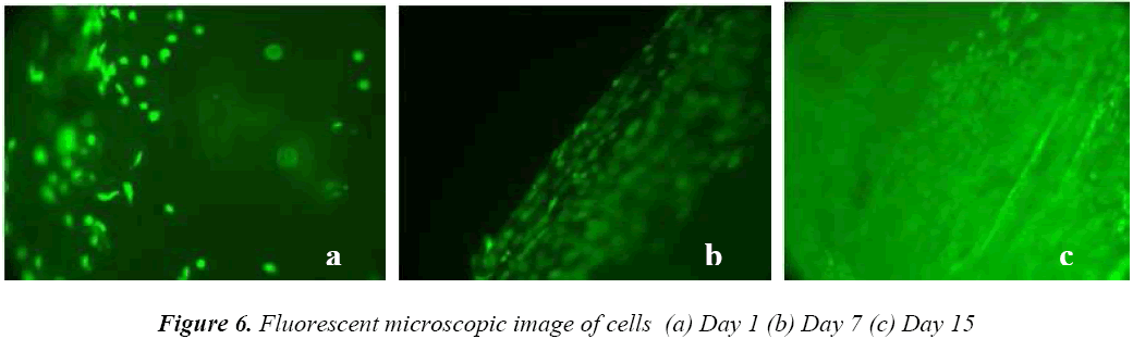 biomedres-Fluorescent-microscopic-image