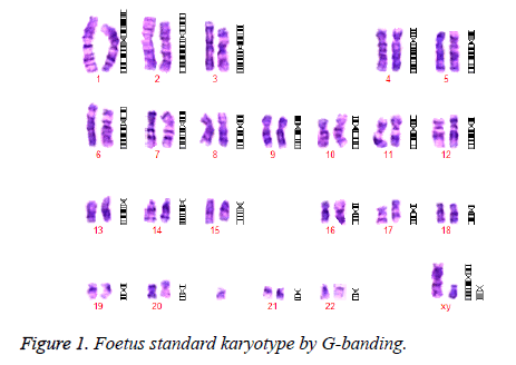 biomedres-Foetus-standard