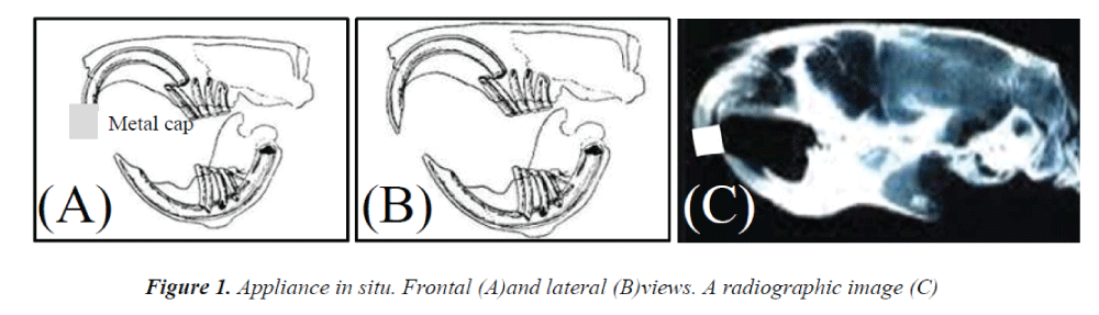 biomedres-Frontal-lateral-views