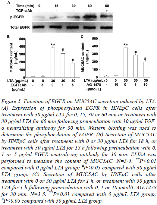 biomedres-Function-EGFR-MUC5AC