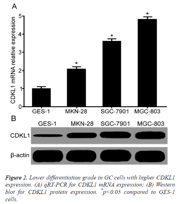 biomedres-GC-cells