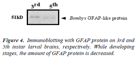 biomedres-GFAP-protein