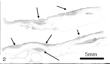 biomedres-General-hematoxylin–eosin