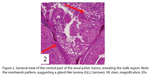 biomedres-General-view