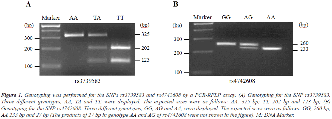 biomedres-Genotyping-performed