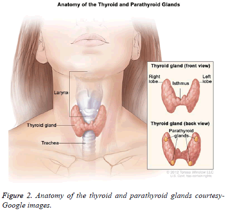 biomedres-Google-images