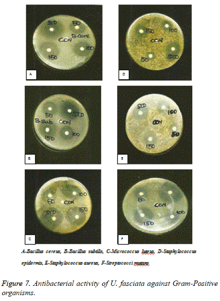 biomedres-Gram-Positive-organisms