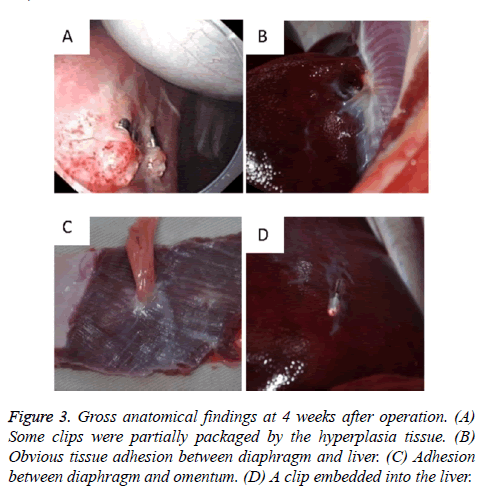 biomedres-Gross-anatomical