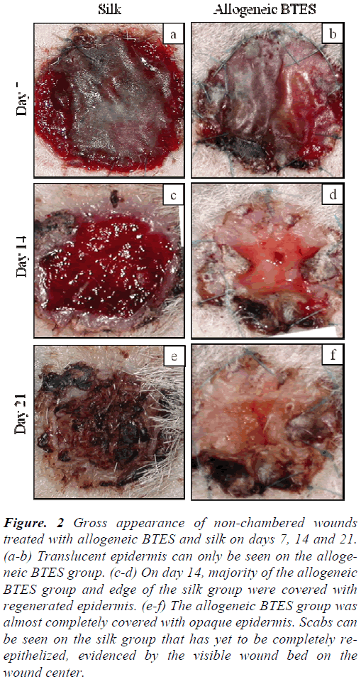 biomedres-Gross-appearance