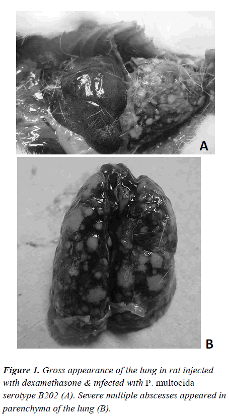 biomedres-Gross-appearance-lung