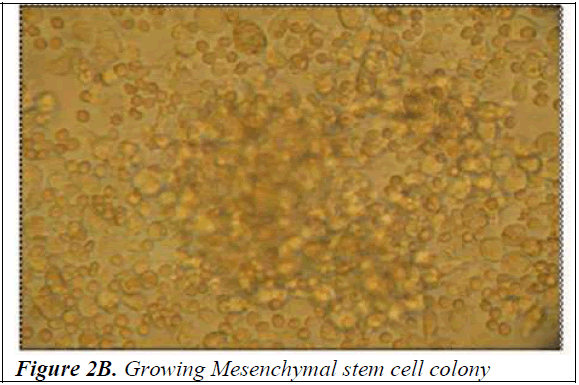 biomedres-Growing-Mesenchymal