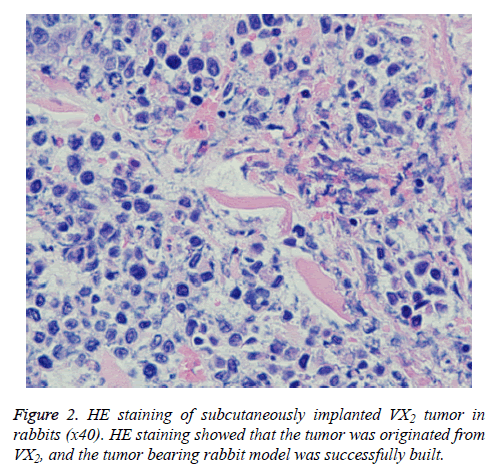 biomedres-HE-staining