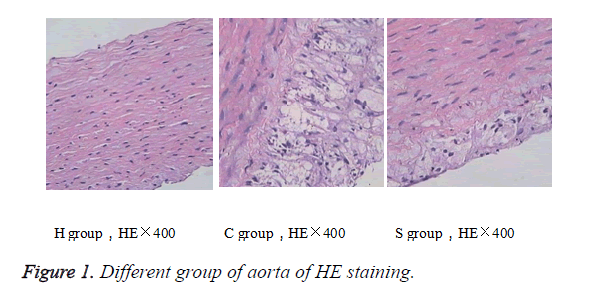 biomedres-HE-staining