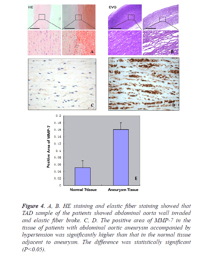 biomedres-HE-staining