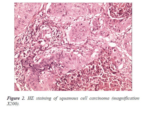 biomedres-HE-staining