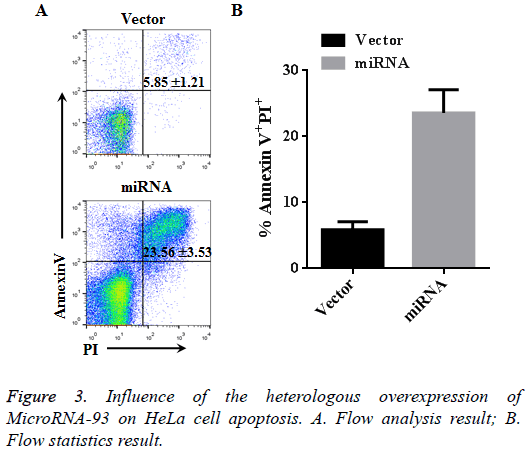 biomedres-HeLa-cell-apoptosis