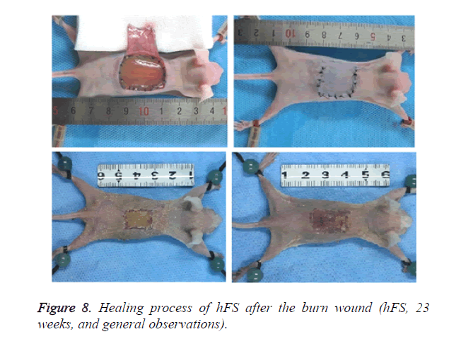 biomedres-Healing-process