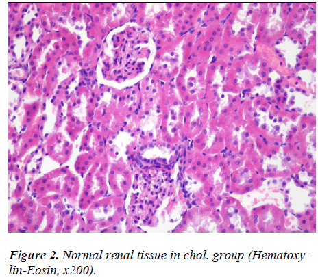 biomedres-Hematoxylin-Eosin