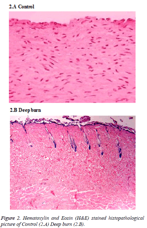 biomedres-Hematoxylin-picture