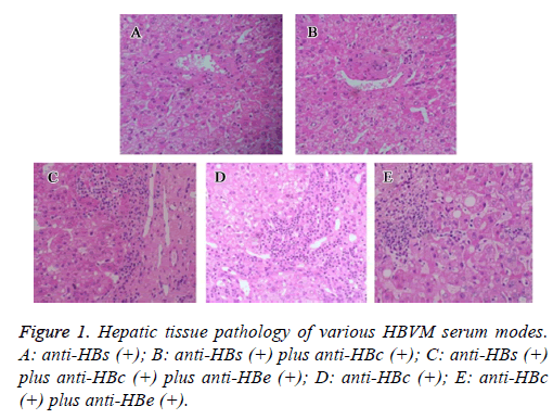 biomedres-Hepatic-tissue