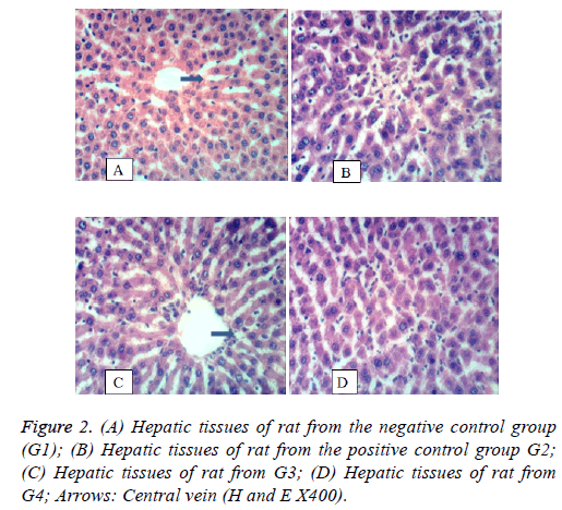 biomedres-Hepatic-tissues