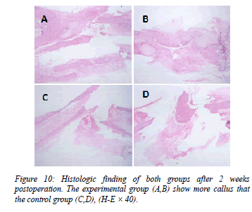 biomedres-Histologic-both-groups