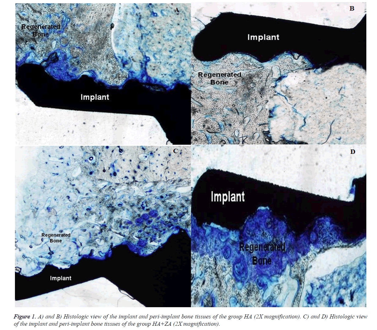 biomedres-Histologic-view