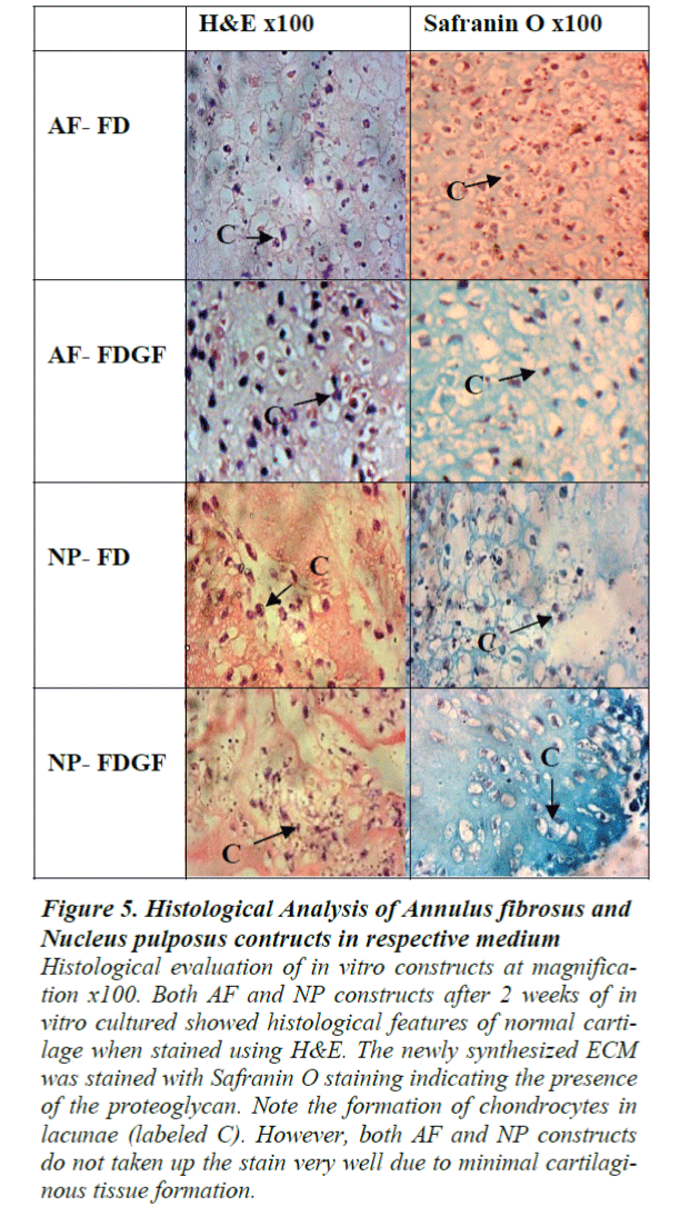 biomedres-Histological-Analysis-Annulus