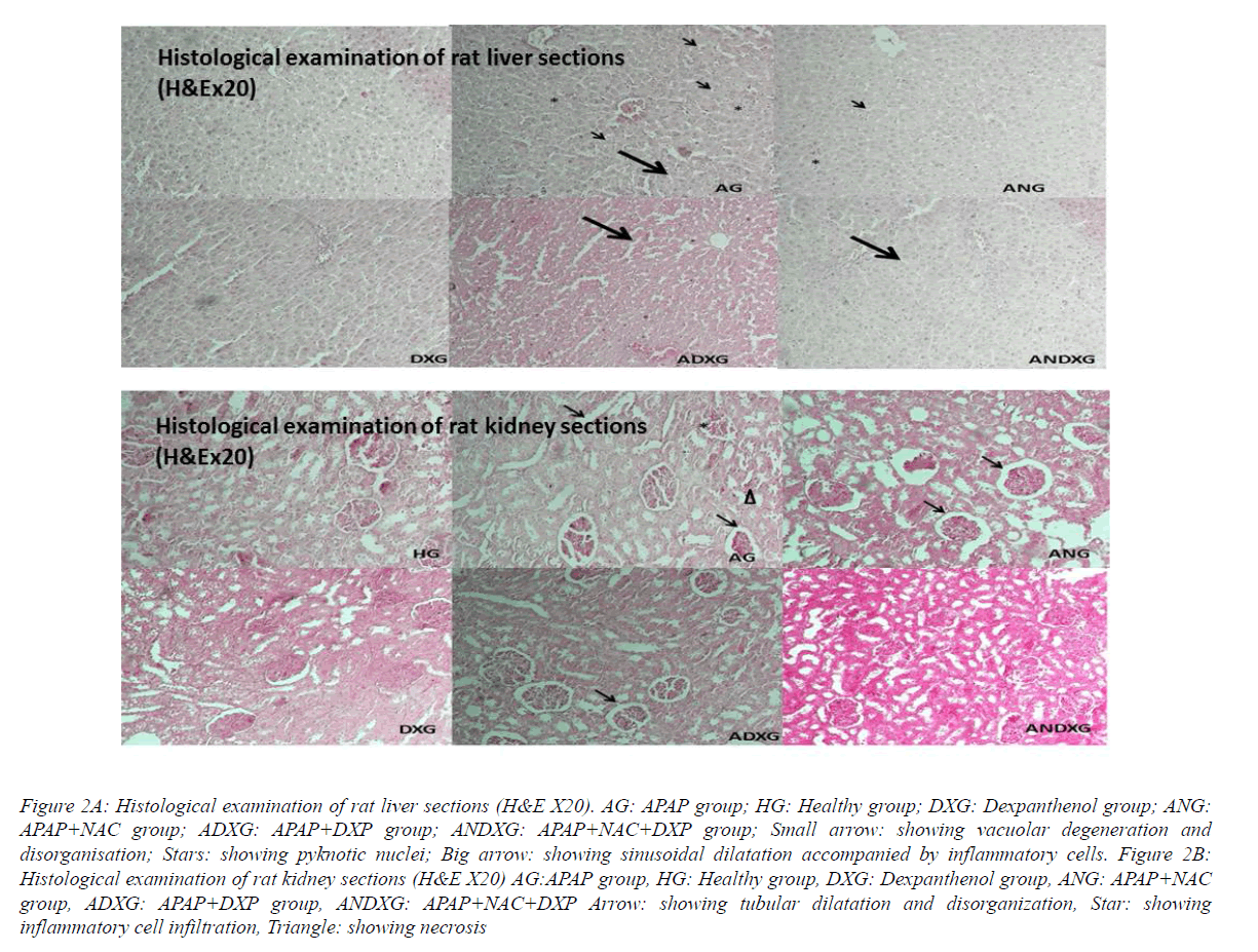 biomedres-Histological-examination