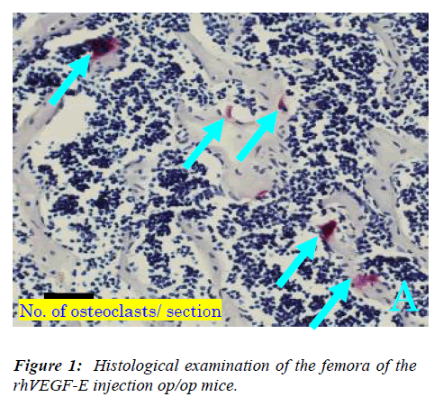 biomedres-Histological-examination-femora