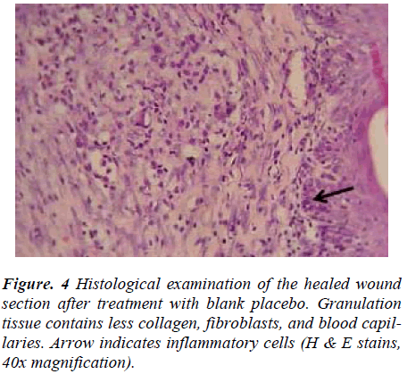 biomedres-Histological-examination-placebo