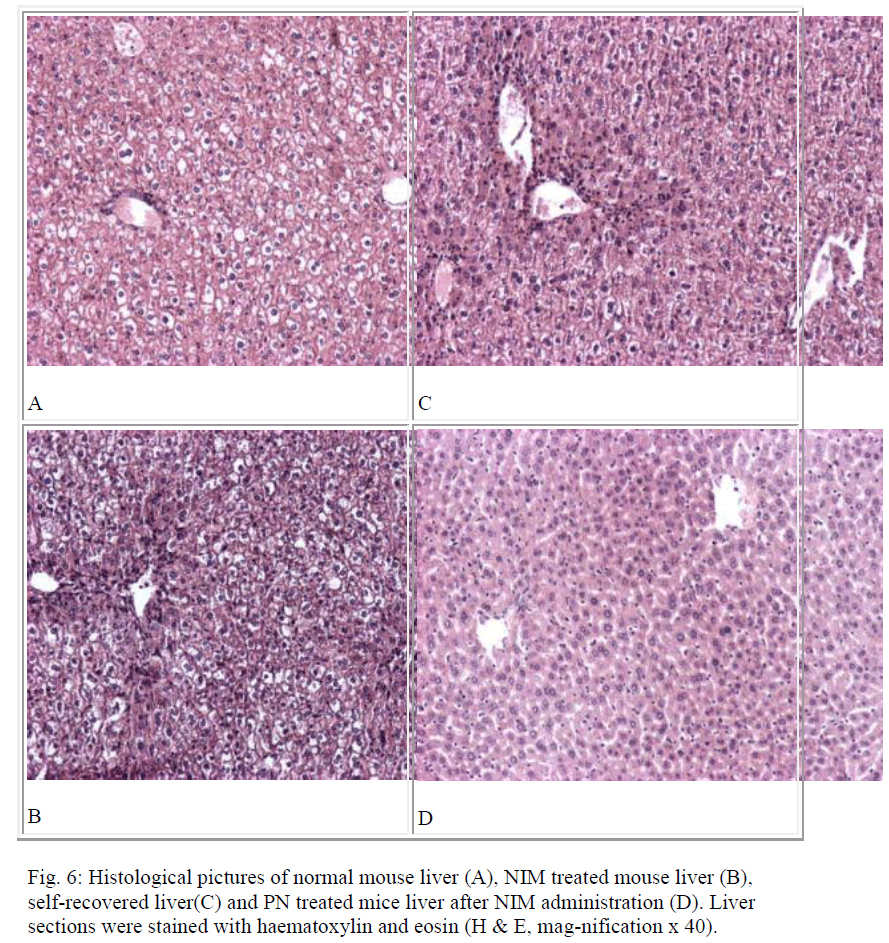 biomedres-Histological-pictures-normal-mouse