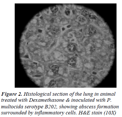 biomedres-Histological-section-lung