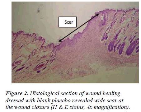 biomedres-Histological-wound-dressed-blank