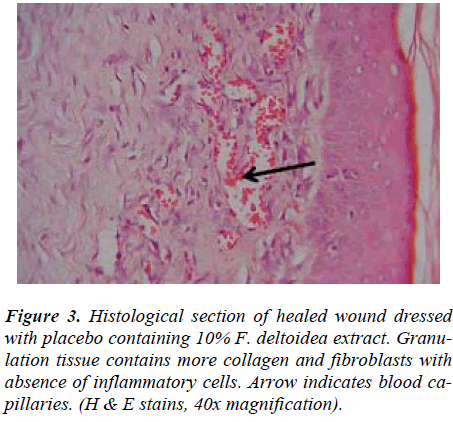 biomedres-Histological-wound-dressed-extract