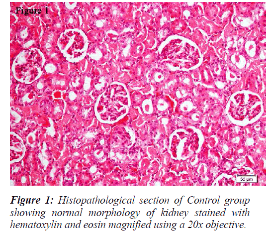 biomedres-Histopathological-section