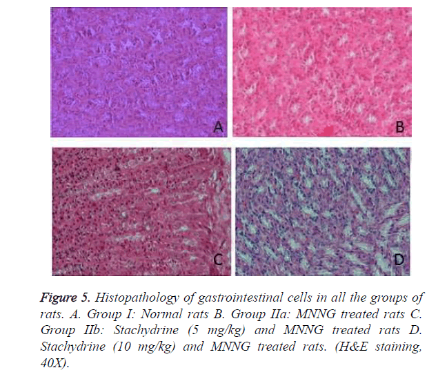 biomedres-Histopathology